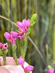 Erica palliiflora