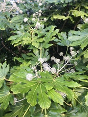Fatsia japonica