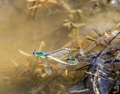 Ischnura pumilio