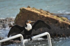Phalacrocorax carbo lucidus
