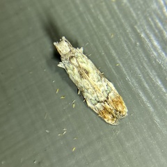 Hypatima
