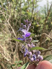 Pseudocaryopteris bicolor