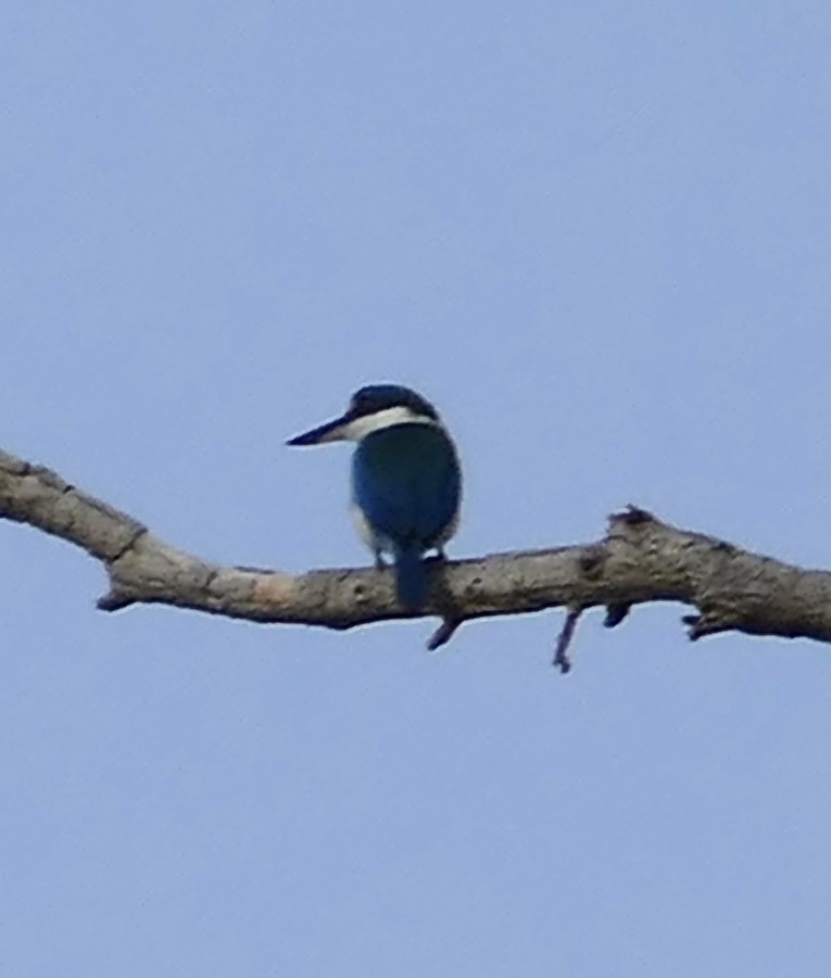 Collared Kingfisher