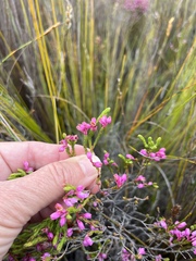 Erica palliiflora