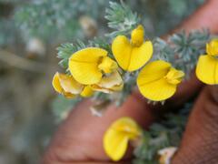 Aspalathus laricifolia