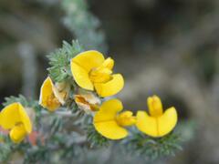Aspalathus laricifolia
