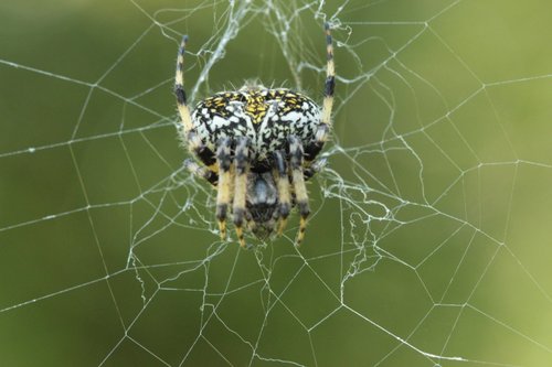 Orizaba Spotted Orbweaver