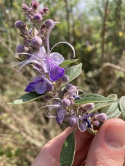 Pseudocaryopteris bicolor