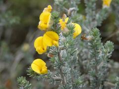 Aspalathus laricifolia