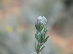 Aspalathus laricifolia