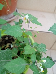 Solanum nigrum