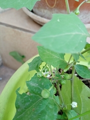 Solanum nigrum