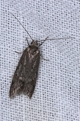 Ericrypsina chorodoxa