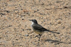 Motacilla capensis capensis