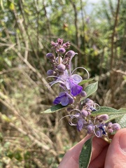 Pseudocaryopteris bicolor