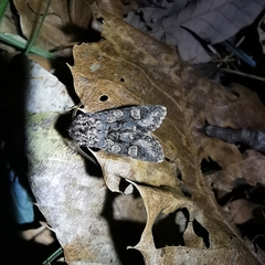 Psaphida palaearctica