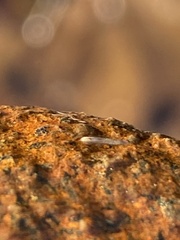 Girardia