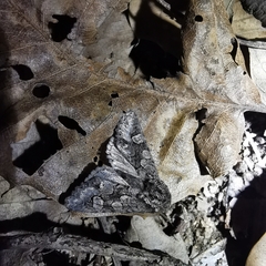 Psaphida palaearctica
