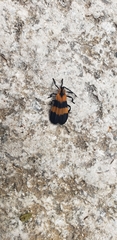 Calopteron