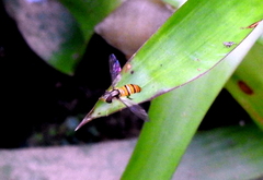 Episyrphus