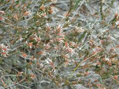 Erica uberiflora