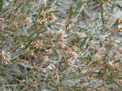 Erica uberiflora
