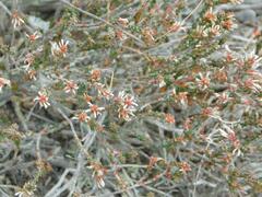Erica uberiflora