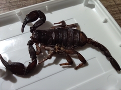 Euscorpius italicus