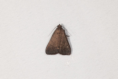 Nodaria aneliopis