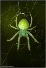Araneus uniformis