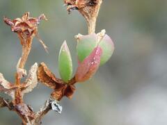 Ruschieae