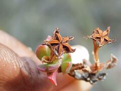 Ruschieae