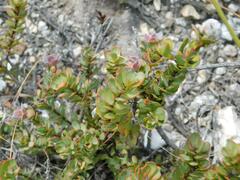 Leucadendron coriaceum