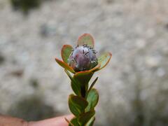 Leucadendron coriaceum