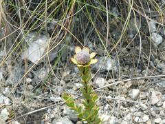 Leucadendron coriaceum