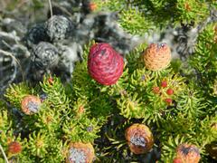 Leucadendron teretifolium