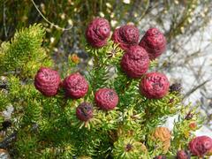 Leucadendron teretifolium
