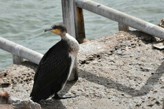 Phalacrocorax carbo lucidus