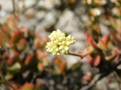 Crassula atropurpurea
