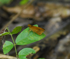 Synapte pecta