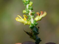 Aspalathus divaricata