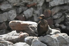 Microcarbo coronatus