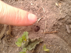 Melanchroia chephise