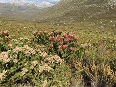 Leucospermum oleifolium