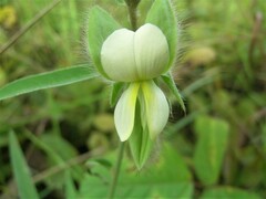 Crotalaria calycina