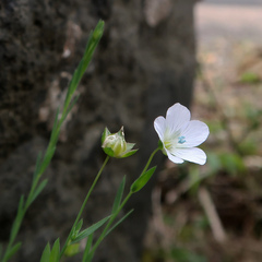 Linum