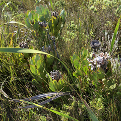 Protea speciosa