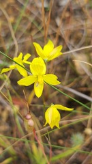 Cyanella lutea