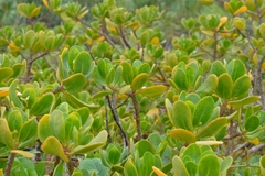Scaevola plumieri