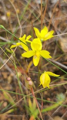 Cyanella lutea